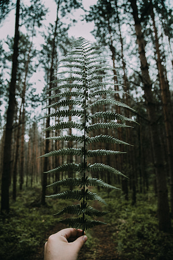Nature, Leaves, Hand, Miscellanea, Miscellaneous, Fern, Forest HD phone wallpaper