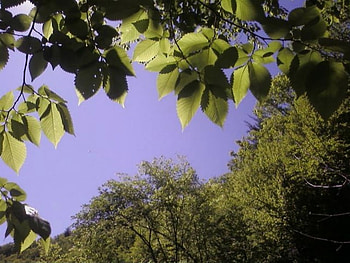 Underneath the tree view, hiking, sky view, nature, under trees HD wallpaper