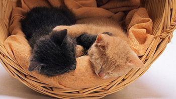 Cute cats, pisicute, pisi, pis, vis HD wallpaper