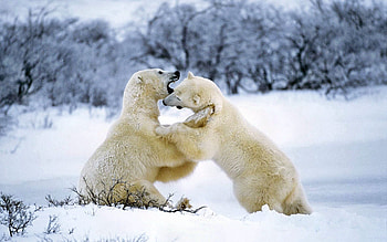 Animals, Snow, Couple, Pair, Playful, Polar Bear HD wallpaper