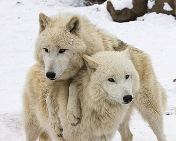 I WANT A RIDE, winter, Arctic, White, Wolves, animals, snow, Wolf, nature HD wallpaper