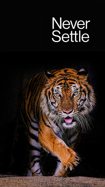 Never Settle DC techni, OnePlus, neversettle HD phone wallpaper