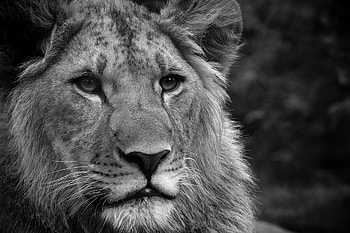 Animals, Fluffy, Muzzle, Lion, Bw, Chb, Mane HD wallpaper