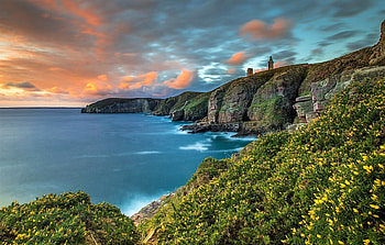 Ireland, flowers, cliff, ocean HD wallpaper