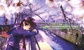 Anime Girls Bike Bridges Cherry Blossom HD wallpaper