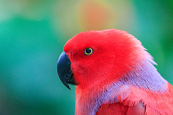 Colorful Parrot , parrot, birds HD wallpaper