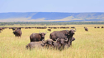 Ngorongoro Crater, Ngorongoro Conservation Area HD wallpaper