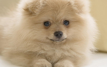Dog, sweet, pay, dogs, puppies, cute, beautiful, beauty, playful, playful dog, puppy, dog face, pretty, animals, face, bubbles, lovely HD wallpaper