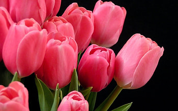 Plants, Flowers, Tulips HD wallpaper