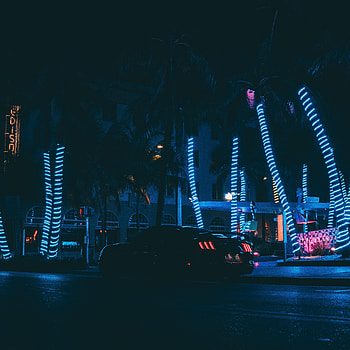 Sports, Palms, Cars, Car, Night City, Neon, Sports Car HD phone wallpaper