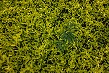 Nature, Grass, Leaves, Form HD wallpaper