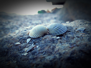 Background, Shells HD wallpaper