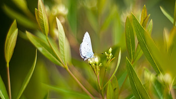 Grass, Macro, Butterfly, Wings HD wallpaper