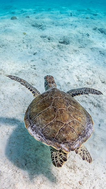 Turtle, Sea Animal Turtle HD phone wallpaper