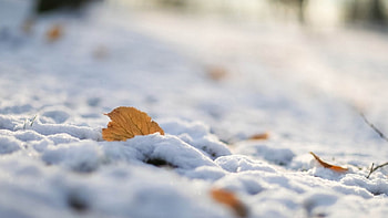 Winter, graphy, , leaves, abstract, snow, close-up, autumn, nature, leaf, , macro HD wallpaper