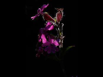 Purple Flowers, purple, beautiful, flowers HD wallpaper