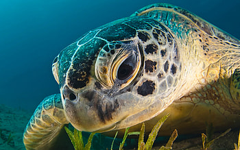 Close-up, Sea Turtles HD wallpaper