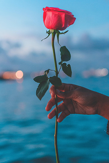 Flowers, Flower, Hand, Rose Flower, Rose HD phone wallpaper