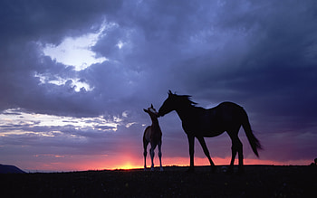 Animals, Horses HD wallpaper
