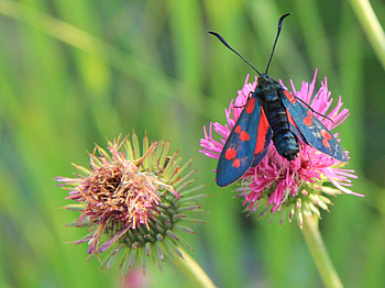 Flower, Macro, Insect, Wings, Stem, Stalk HD wallpaper