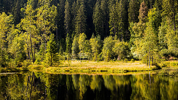 Trees Grass Bushes Forest During Daytime Reflection On Lake Nature HD wallpaper