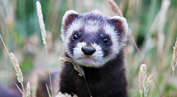 Animals, Grass, Muzzle, Polecat, Ferret, Peek Out, Look Out HD wallpaper