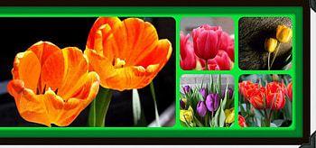 TULIPS TULIPS., flowers, tulips, pretty, collage HD wallpaper