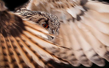 Animals, Owl, Feather, Wings, Wave, Sweep HD wallpaper