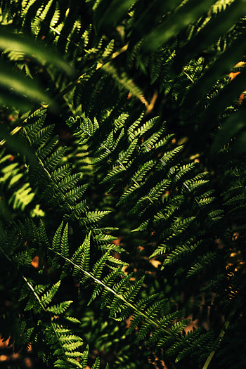 Leaves, Macro, Fern, Branches HD phone wallpaper