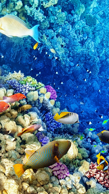 Great Barrier Reef, Underwater wonders, Colorful corals, Marine paradise HD phone wallpaper