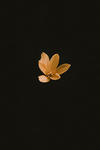 Elegant single yellow flower in minimalist style on a deep black backdrop. HD phone wallpaper