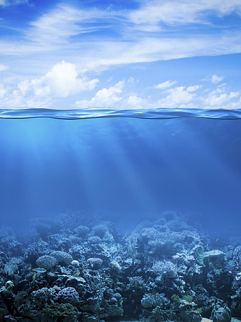 coral reef , nature background, Captivating underwater scene, Serene beauty HD phone wallpaper