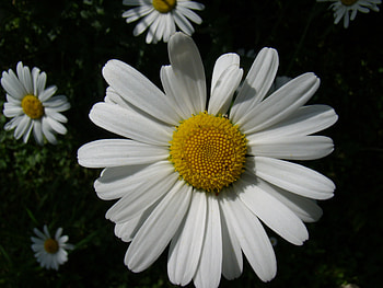 Golden Daisy, golden, pretty, daisy, flower HD wallpaper