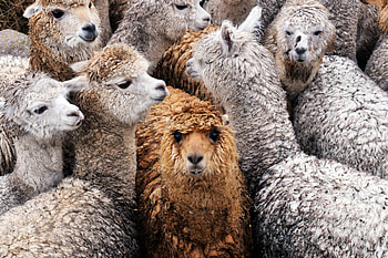 Herd, Alpacas HD wallpaper