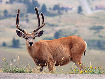 Animals, Grass, Mountains, Stroll, Deer HD wallpaper