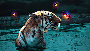 Tiger Humbled, tiger, animals, artist, artwork, digital-art HD wallpaper