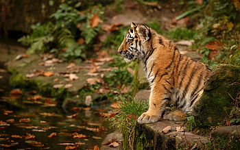 Tiger, animal, cat, water HD wallpaper