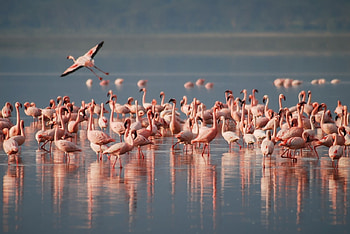 Flamingo, animal, water, bird HD wallpaper