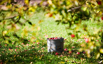 apple tree, fruit, apple, grass, tree HD wallpaper