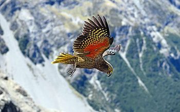 Congo gray parrot, gray parrot, flying parrot, beautiful birds, Psittacus erithacus, parrots HD wallpaper