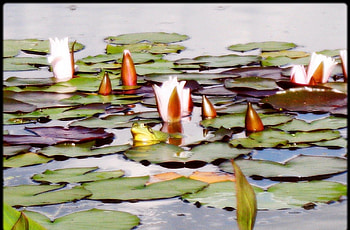 Frog pond, flowers, frog, lily pad, pond HD wallpaper