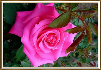 BEAUTIFUL ROSE, FLOWER, PRETTY, NATURE HD wallpaper