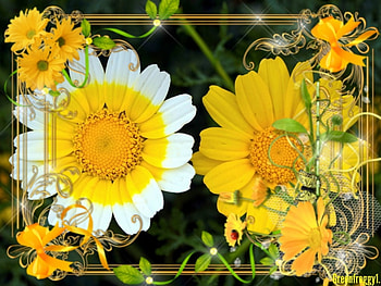 FRAMED FLOWERS, ART, FLOWERS, FRAMED HD wallpaper