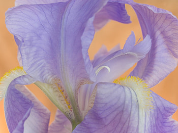 Plants, Flowers HD wallpaper