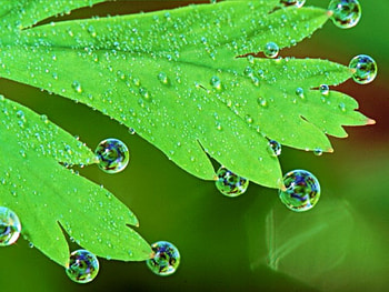 fresh rain, leaf, wather, fresh, rain HD wallpaper