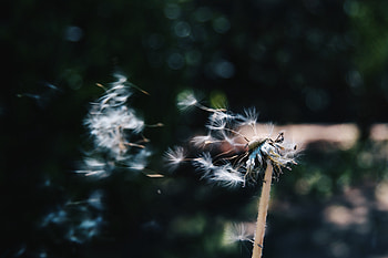 Flowers, Stem, Stalk, Dandelion, Fluff, Fuzz, Wind HD wallpaper
