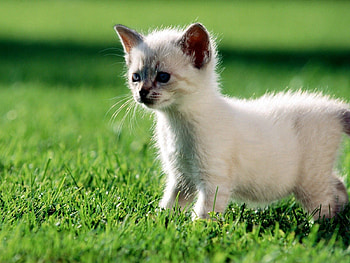 Animals, Grass, Kitty, Kitten, Stroll HD wallpaper