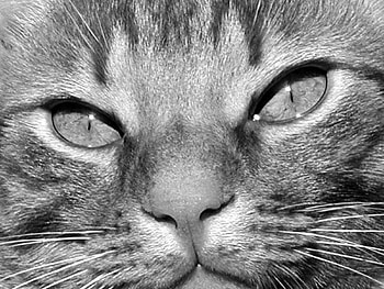Gray cat, gray, cat HD wallpaper
