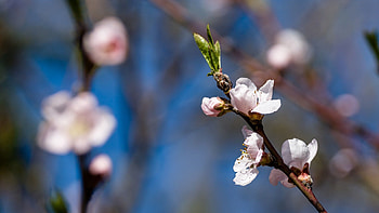Flower, Plant, Macro, Flowering, Bloom, Branch HD wallpaper