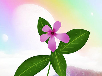 Pink flower, abstract, flower HD wallpaper